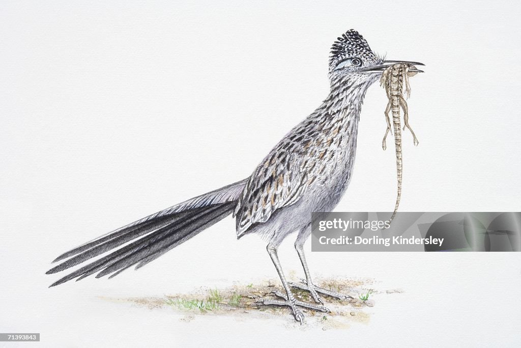 Greater Roadrunner, Geococcyx californianus, bird eating lizard.