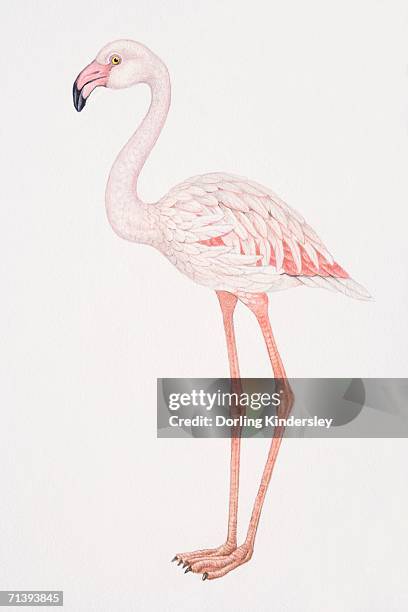 greater flamingo, phoenicopterus ruber, side view. - greater flamingo stock illustrations
