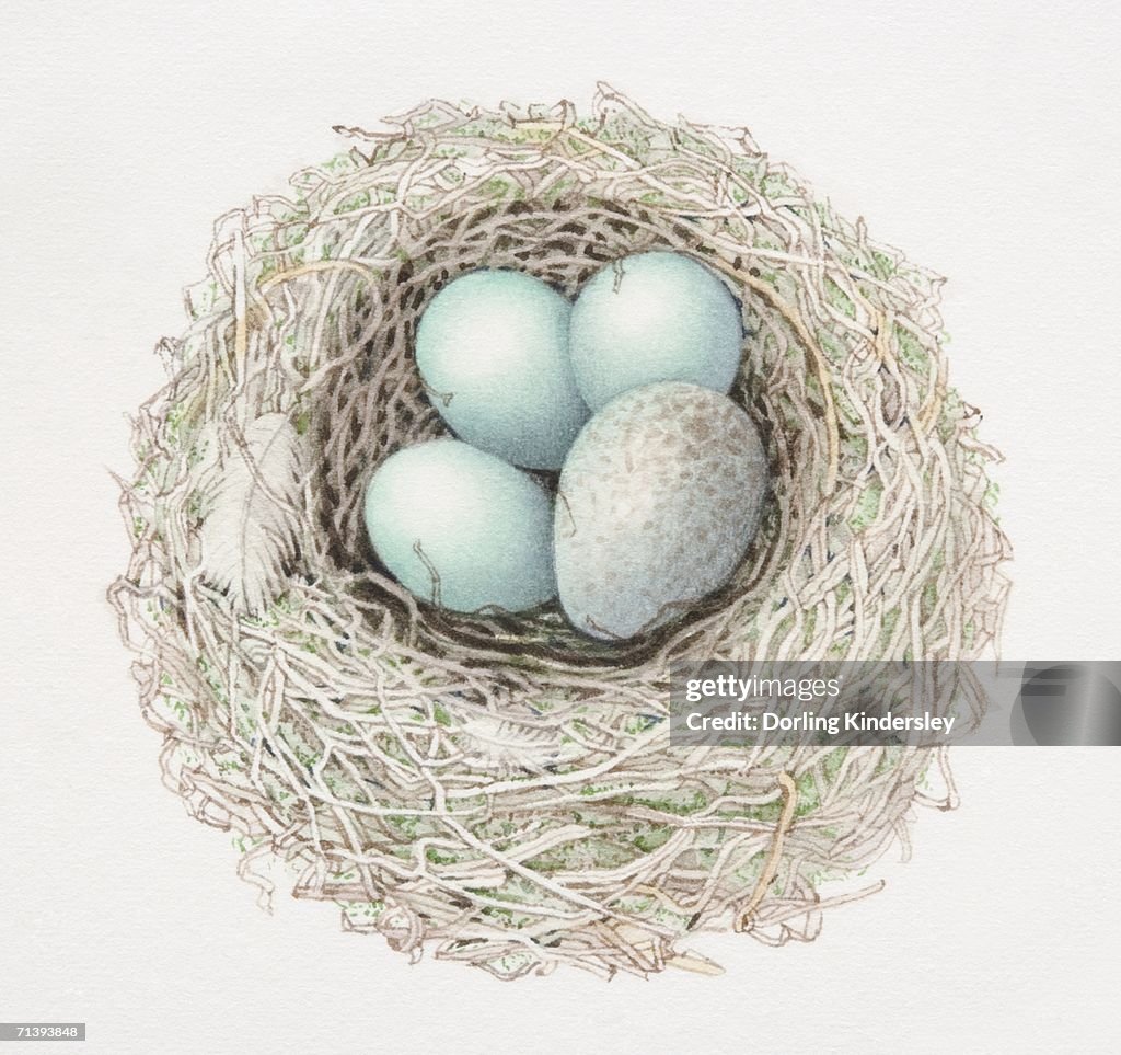 Common Cuckoo, Cuculus canorus, three dunnock's eggs and a cuckoo's egg in nest, view from above.