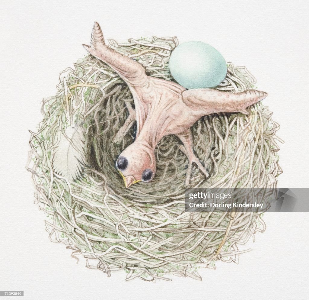 Just-hatched cuckoo chick pushing dunnock's egg out of nest, view from above.