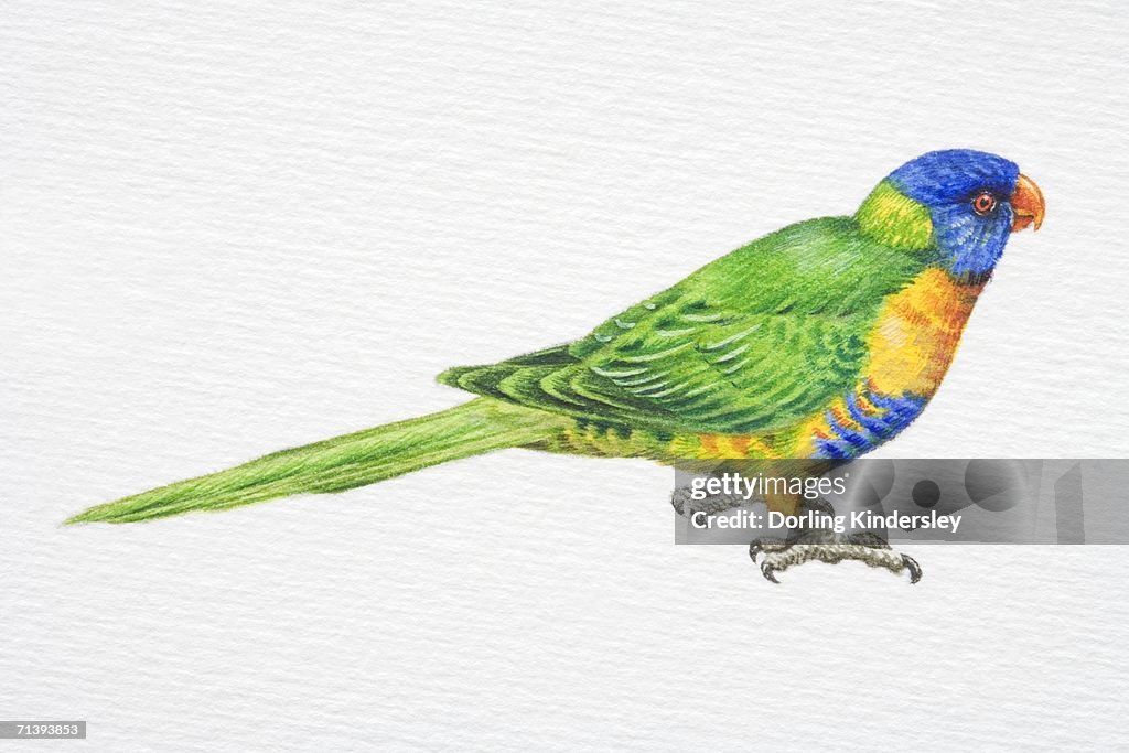 Rainbow Lorikeet, Trichoglossus haematodus, side view.