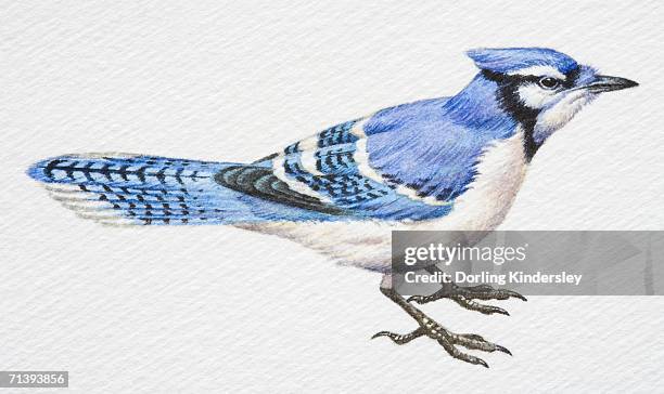 blue jay, cyanocitta cristata, side view. - blue jay stock illustrations