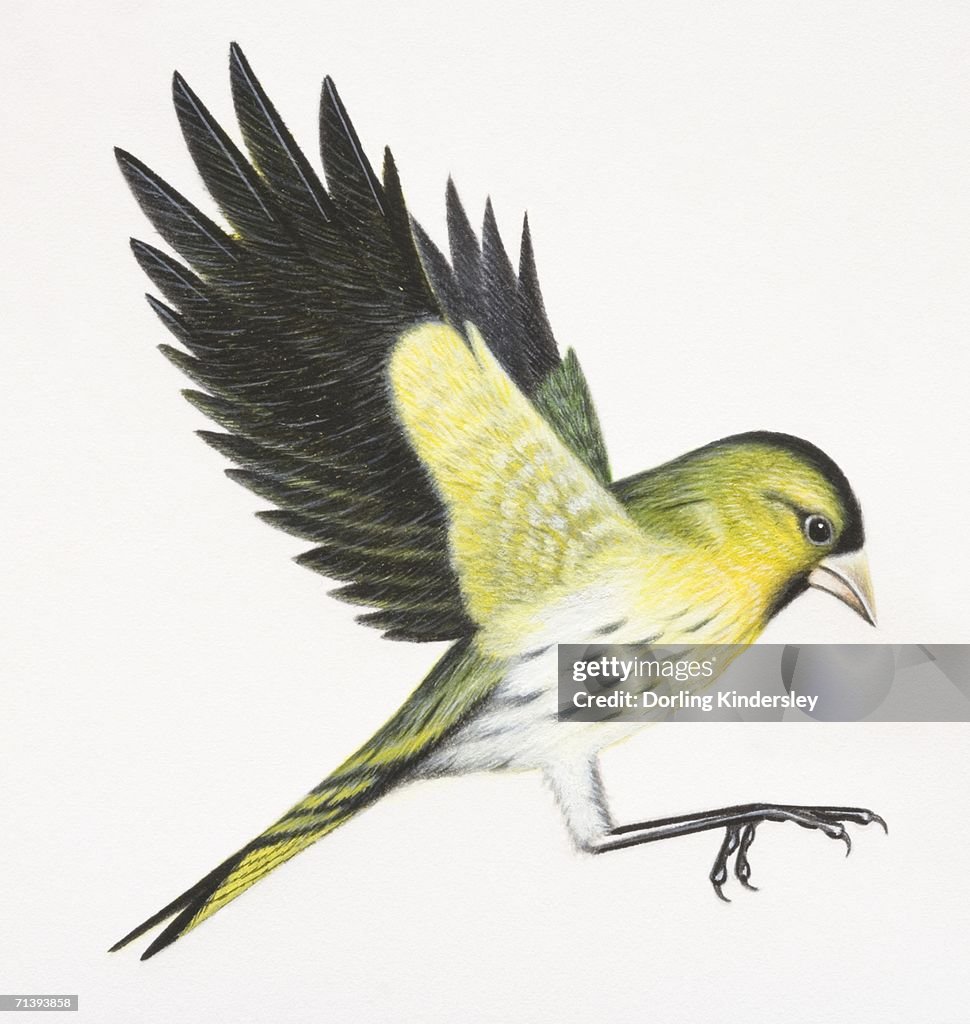 Eurasian Siskin, Carduelis spinus, preparing to land on tree branch by flapping up its wings and stretching out feet, side view.