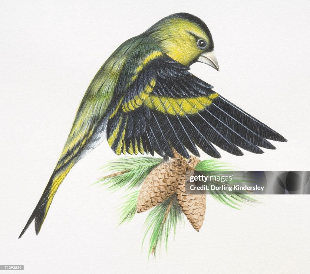 Eurasian Siskin, Carduelis spinus, landing on tree branch, flapping down its wings and opening up feathers to reduce speed, side view.