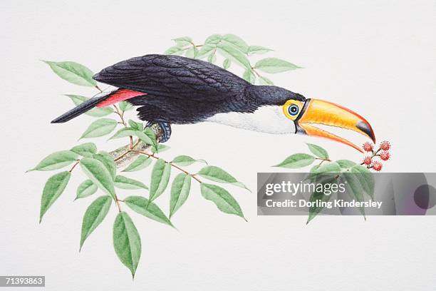 toco toucan, ramphastos toco, perched on tree branch extending its head forward to catch berries with beak, side view. - head forward white background stock illustrations