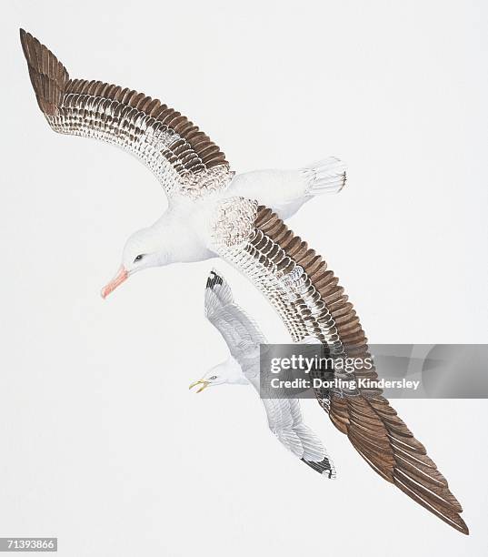 wandering albatross, diomedea exulans, with white, brown and black feathers covering narrow wings, flying with smaller herring gull, larus argentatus, with open beak, above view. - european herring gull stock illustrations