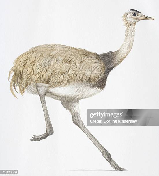 Rheans Rhea Ave Rhea Photos and Premium High Res Pictures - Getty Images