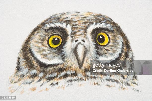 elf owl, micrathene whitneyi, head and eyes, front view. - micrathene whitneyi stock illustrations