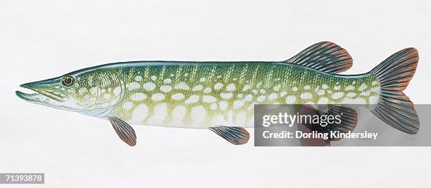 northern pike, esox lucius, pike, side view. - northern pike stock illustrations