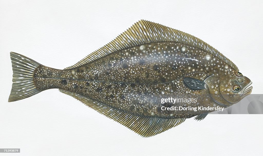 Hippoglossus stenolepis, pacific halibut, side view.