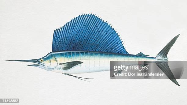 illustrazioni stock, clip art, cartoni animati e icone di tendenza di istiophorus platypterus, pesci vela, vista laterale. - marlin