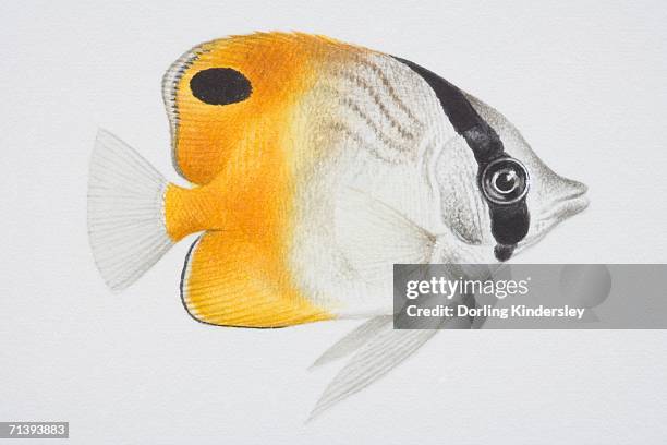butterfly fish, chaetodon sp., side view. - butterflyfish stock illustrations