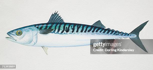 275点のさばイラスト素材 Getty Images 275点のさばイラスト素材 Getty Images