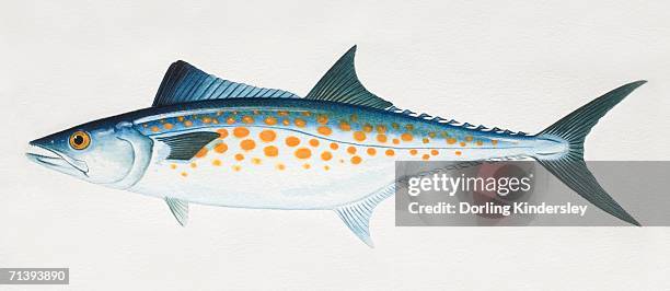 atlantic spanish mackerel, scomberomorus maculatus, side view. - mackerel stock illustrations
