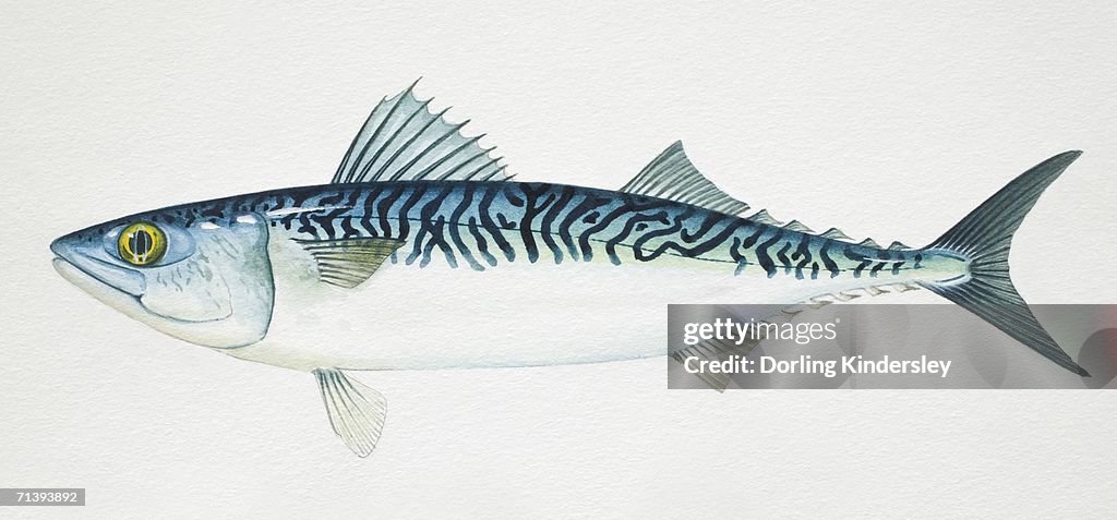 Chub Mackerel, Scomber japonicus, side view.