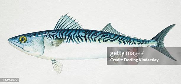 chub mackerel, scomber japonicus, side view. - mackerel stock illustrations