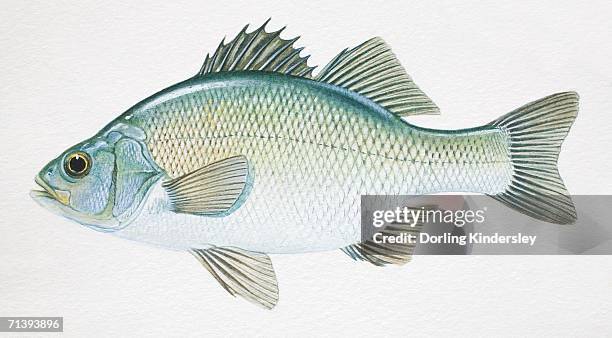 white perch, morone americana, side view. - murray cod stock illustrations