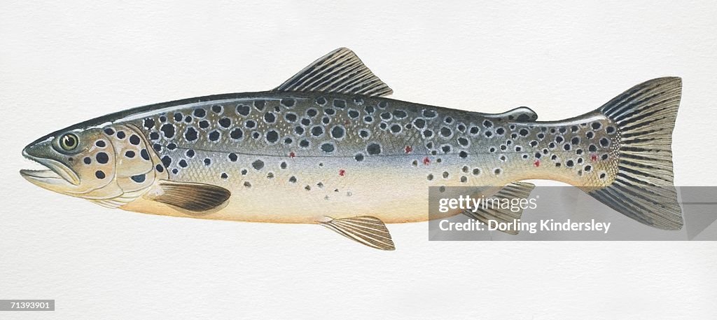 Brown Trout, Salmo trutta, side view.