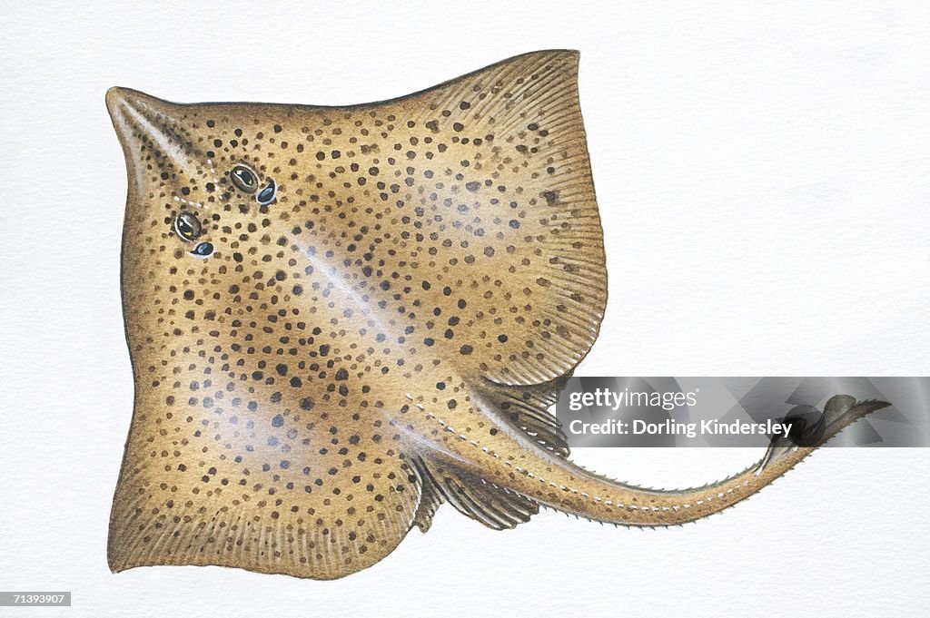 Barndoor Skate, Raja laevis, front view.