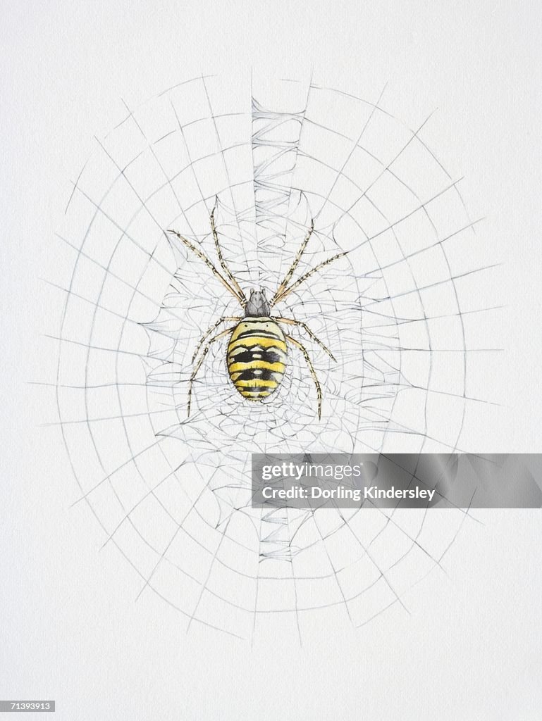 Orb web spider on its web.