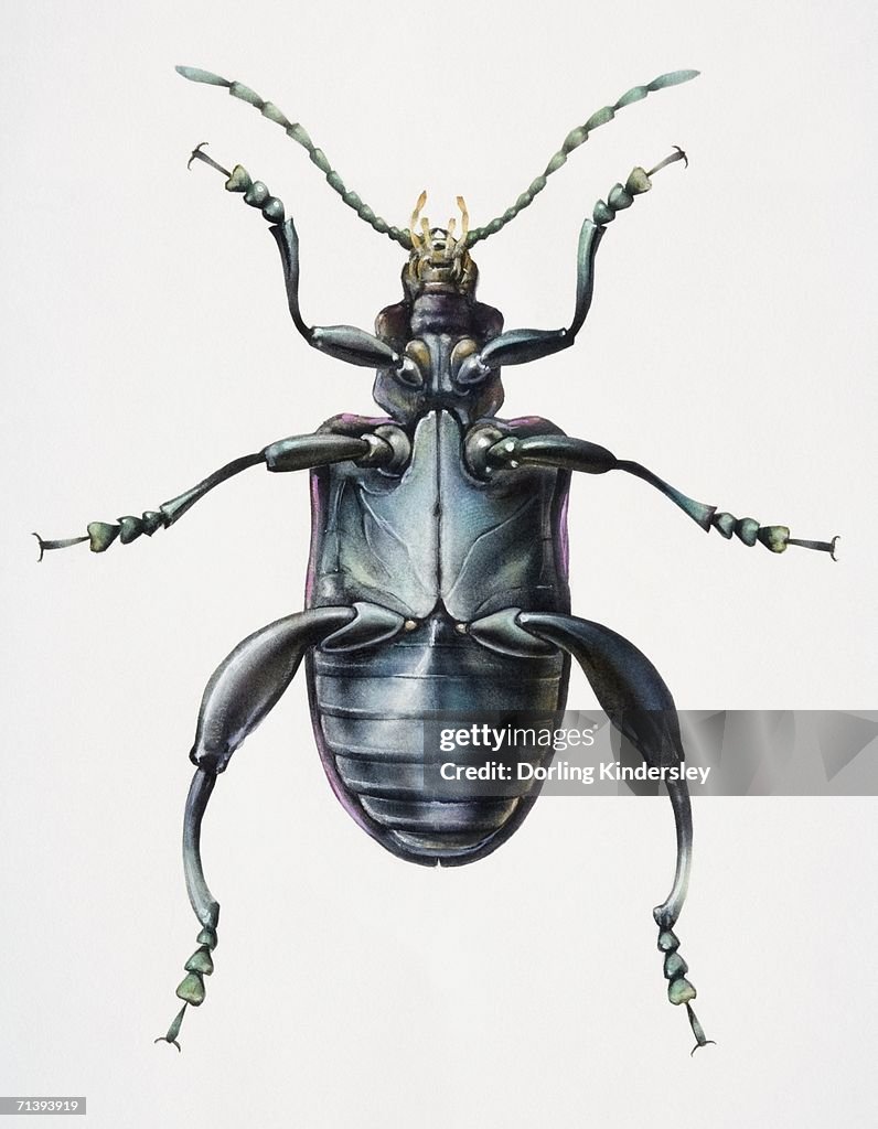 Artwork of a beetle viewed from beneath.