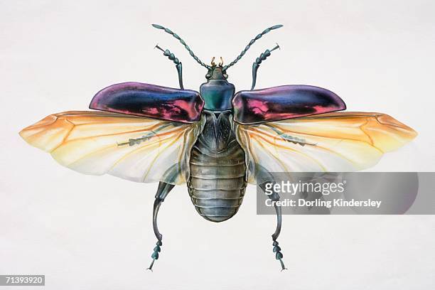 artwork of a beetle with its wings stretched out. - gliedmaßen körperteile stock-grafiken, -clipart, -cartoons und -symbole