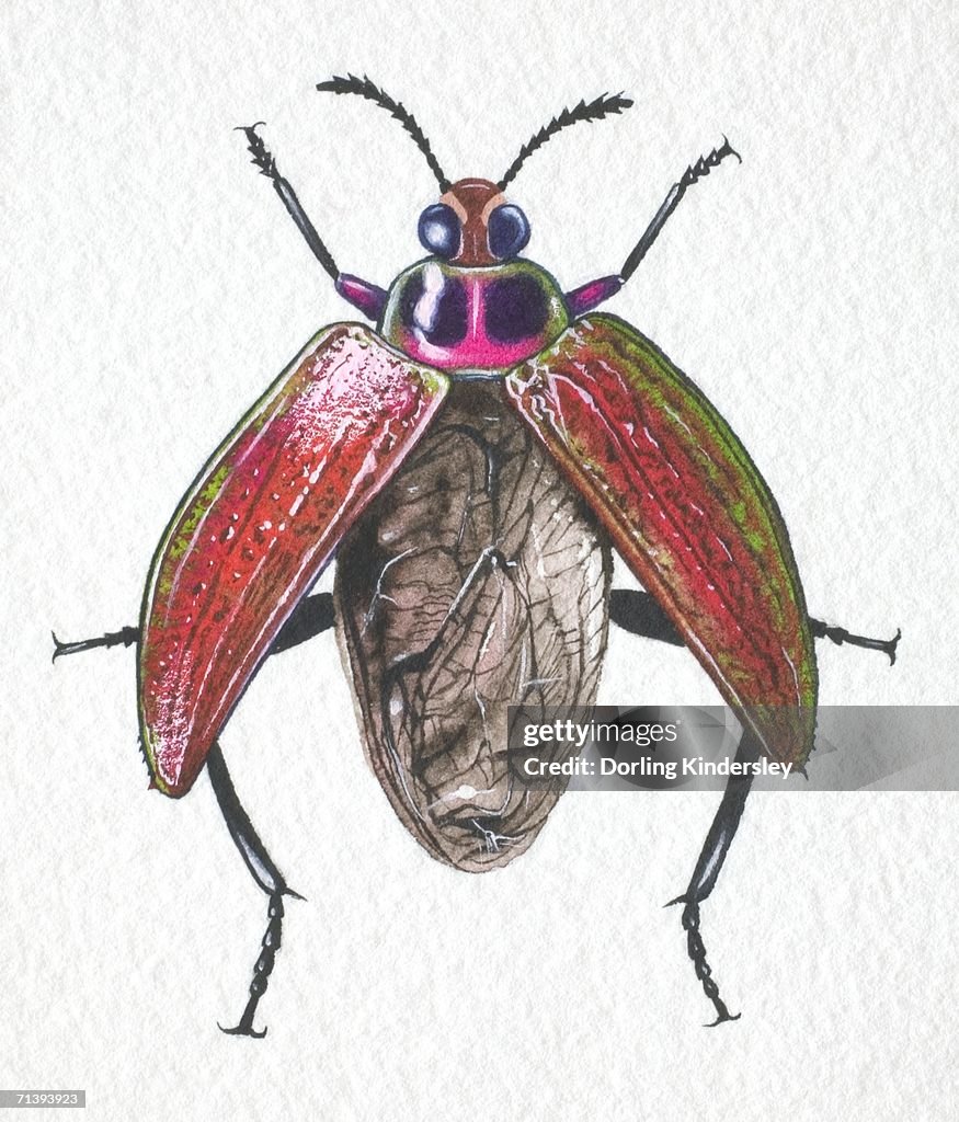 Jewelled Frog Beetle, Sagra buqueti, opening its wing cases for takeoff, front view.