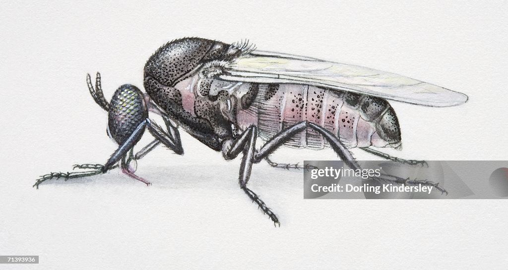Black Fly, Simulium sp., side view.
