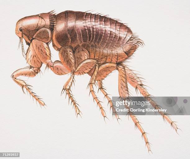 rabbit flea, spilopsyllus cuniculi, side view. - flea stock illustrations