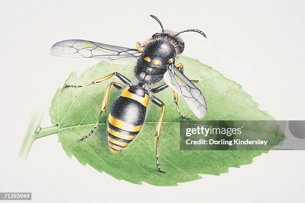 common wasp, vespula vulgaris, perched on a green leaf, front view. - wasp stock illustrations