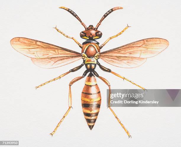 paper wasp, polistes sp., front view. - polistes wasps stock illustrations