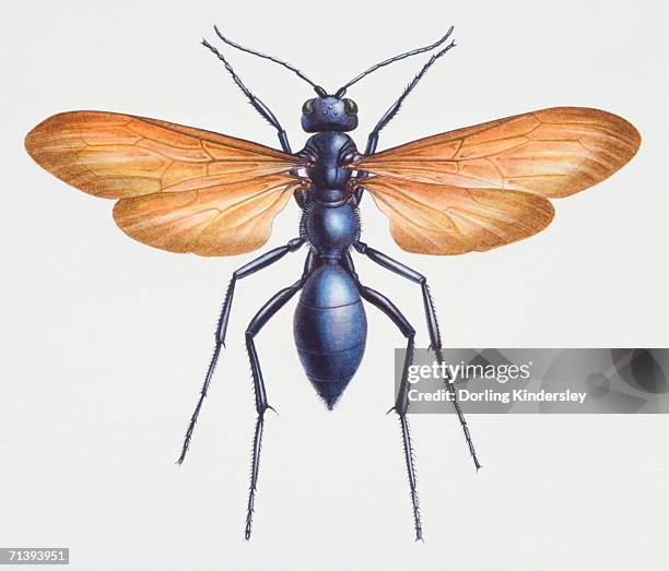tarantula hawk, pepsis heros, close up. - wasp stock illustrations
