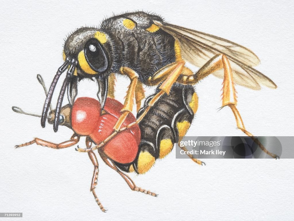 Wasp Riding Another Insect Wasp Stinging Smaller Red Insect Side View High-Res Vector Graphic ...