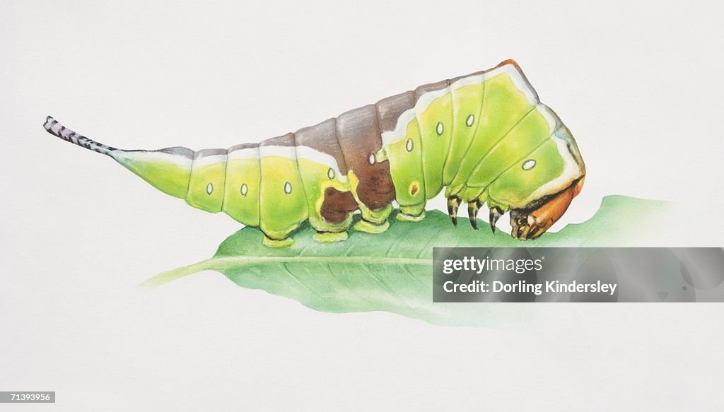 Puss Moth, Cerura vinula, artwork of green and brown caterpillar.