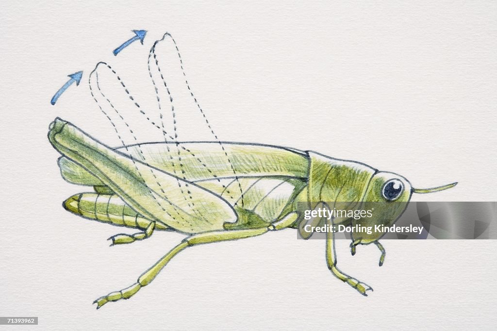 Artwork of a grasshopper making music with its leg.