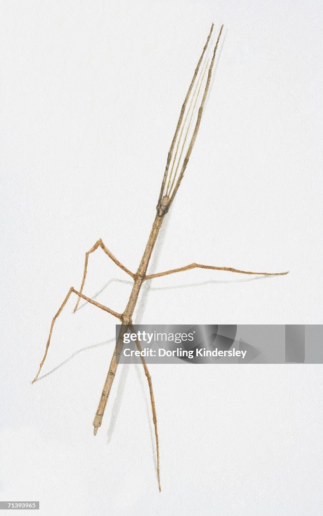 Stick Insect, Anchiale maculata, side view.