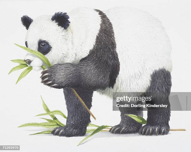 123点のジャイアントパンダイラスト素材 Getty Images 123点のジャイアントパンダイラスト素材 Getty Images