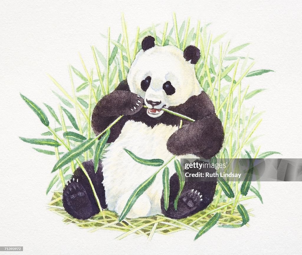 Sitting Giant Panda, Ailuropoda melanoleuca, eating bamboo, front view.
