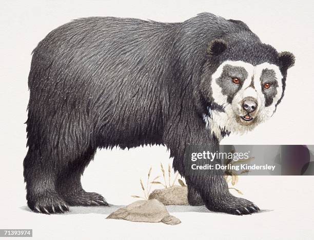 13 Ilustraciones de Oso De Anteojos - Getty Images 13 Ilustraciones de Oso De Anteojos - Getty Images