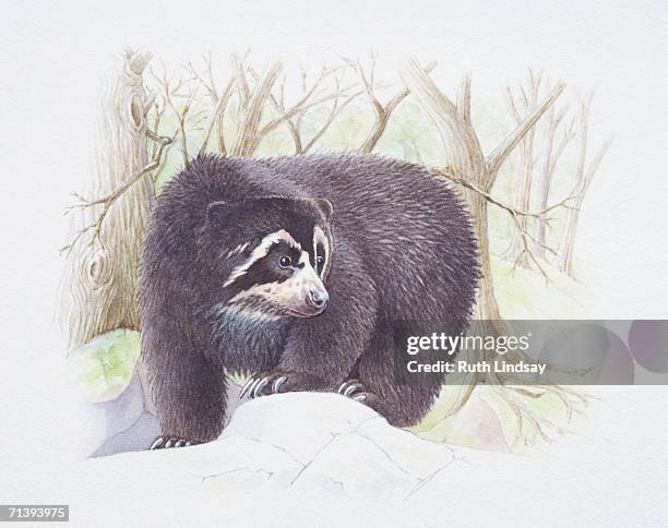 13 Ilustraciones de Oso De Anteojos - Getty Images 13 Ilustraciones de Oso De Anteojos - Getty Images