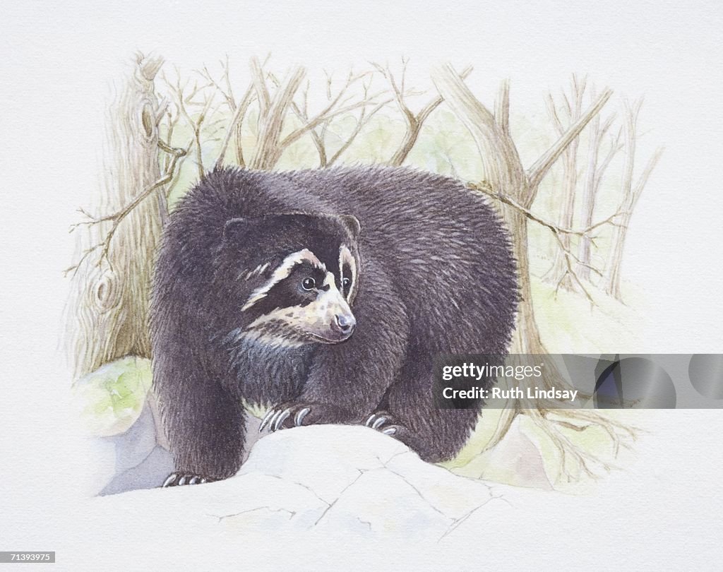 Tremarctos ornatus, spectacled bear in forest, front view.