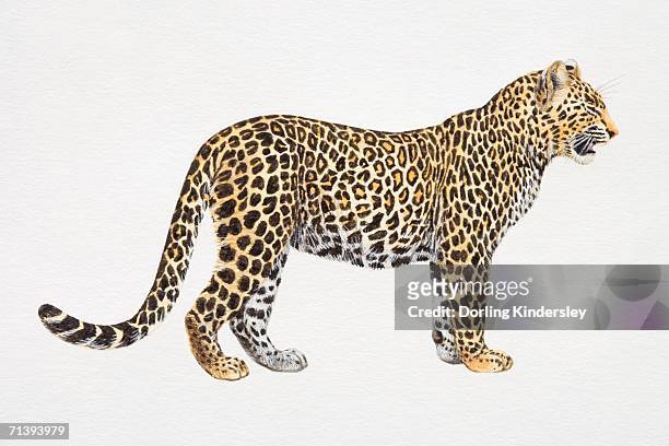 ilustraciones, imágenes clip art, dibujos animados e iconos de stock de leopard, panthera pardus, side view. - piel leopardo