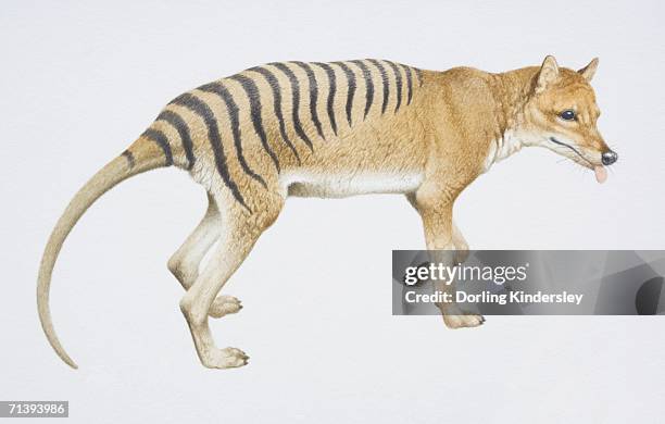 tasmanian wolf or thylacine, thylacinus cynocephalus, side view. - tasmanian wolf stock illustrations