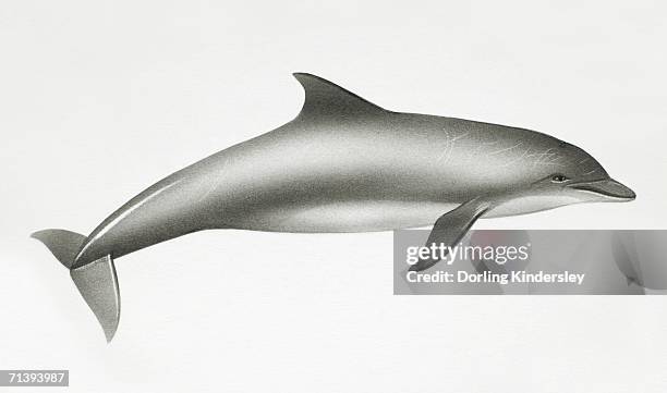 bottlenose dolphin, tursiops truncatus, side view. - dolphin and its blowhole stock illustrations