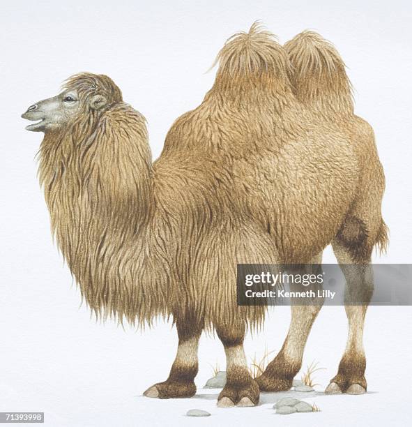 bactrian camel, camelus bactrianus, side view. - hump stock illustrations