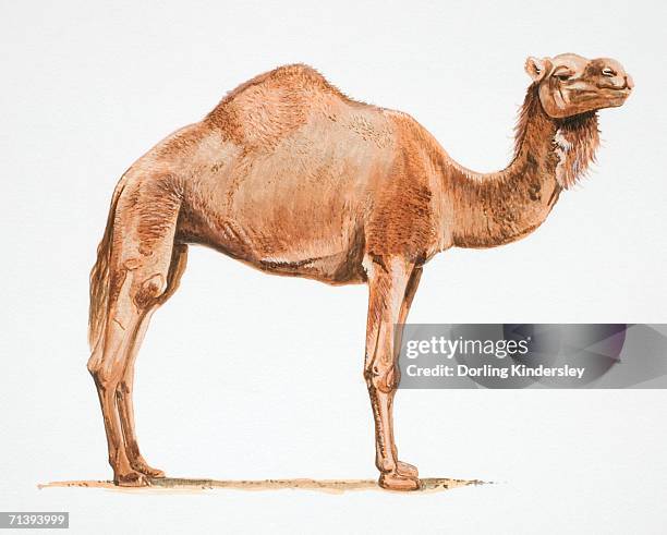 193点のヒトコブラクダイラスト素材 Getty Images 193点のヒトコブラクダイラスト素材 Getty Images