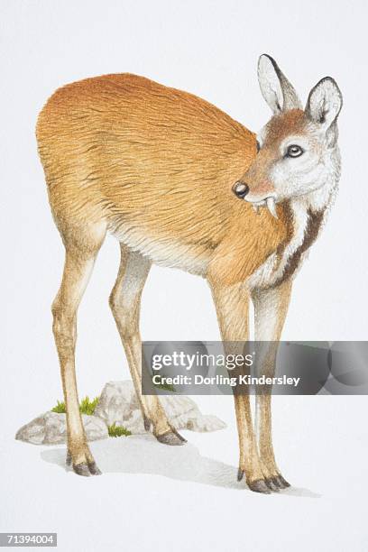 18点のシベリアジャコウジカのストックフォト Getty Images 18点のシベリアジャコウジカのストックフォト Getty Images