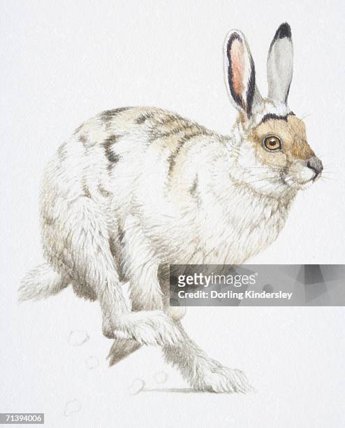 a white arctic hare, lepus arcticus, running, pointing right. - arctic hare stock illustrations