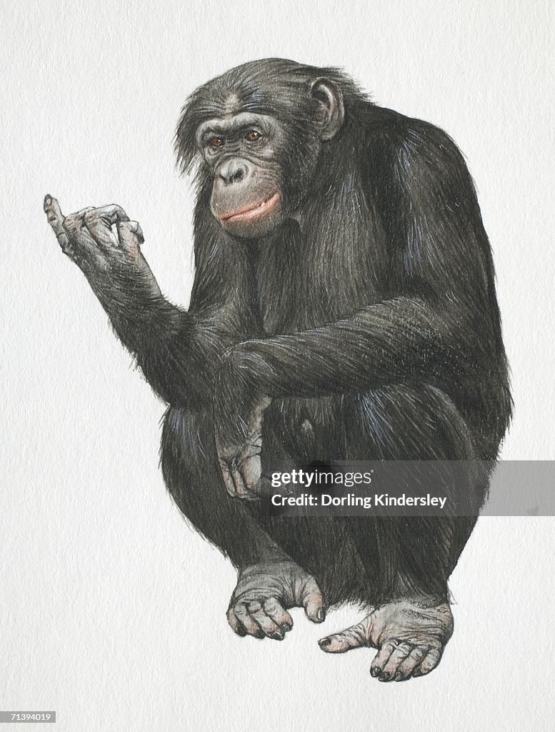 Pygmy chimpanzee, Pan troglodytes, crouching down on its legs, front view.