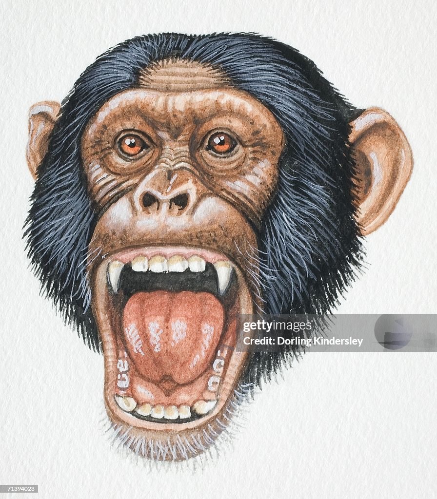 Head of a Chimpanzee, Pan troglodytes, opening its mouth and exposing its teeth, front view.
